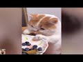 😹🐶 Funniest Cats And Dogs Videos 😁 - Best Funny Animal Videos 2024 🥰Part 6