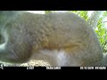 Squirrel on Day Cam 7-31-19