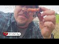 3 Hairy Carrot Causes - Garden Quickie Episode 176