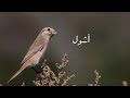 Birds of Arabian Gulf