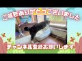 夏バテする猫   a cat that gets tired in the summer #cat #猫＃口内炎猫