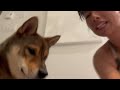 IT'S SHOWER TIME! *realistic* shower for a SHIBA INU 🧼 🫧 shibe grooming series
