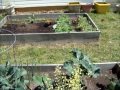Collecting seeds from Collard Greens and other garden updates