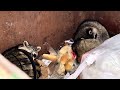 Raccoons sleeping in dumpster