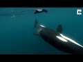 Orcas Caught Slapping Stingray With Tail