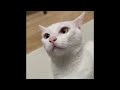 😂 Funniest Cats and Dogs Videos 😺🐶 || 🥰😹 Hilarious Animal Compilation №407