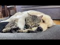 Adorable Cat with Separation Anxiety Can't Sleep Without His Golden Retriever