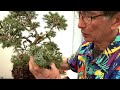 Creating bonsai From Spruce Trees