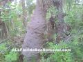 10+ foot high Yellow Jacket Nest!  ALLFloridaBeeRemoval.com 800-343-5317