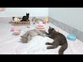 Try Not To Laugh Challenge😻🐈Funny and Cute CAT Videos Compilation 2024😽🐶