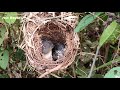 Mother has special food for their child -  Mother feeds large locusts into baby's mouth