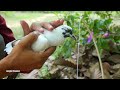 Creative Unique Bird Trap Using Bamboo | Fantastic Easy Bird Trap