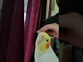 My hand tame cockatiel bird singing Pink Panther tune