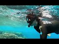 Snorkelling the Great Barrier Reef & Pontoon Tour | Day Trip from Port Douglas