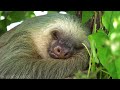 Amazon, Congo, Borneo, Daintree Jungles in 4K | Tropical Rainforest | Scenic Relaxation Film