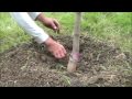 How to plant a potted tree