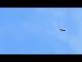 Hawk soaring above ND-Leef pasture/eagle nest.