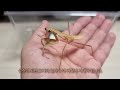 The Process Of Making Friends With The Giant Mantis