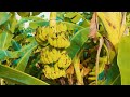 How to Grow Banana Tree From Banana 🍌 REAL Banana Farm method you can try in your garden