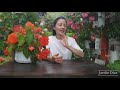 Evita hacer esto con tus Begonias Tuberosas para que no se mueran y florezcan mucho | Jardín Diaz