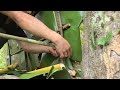 Discover life in the forest And pitched a tent at the base of a bamboo tree to rest overnight