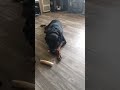 Rottweiler eats treats