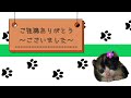 親猫に捨てられてしまった子猫を保護。２話