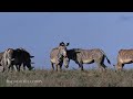 Ultimate Animals Kingdom 4K 🦒 Capturing the Majesty of Earth's Wild Animals Film with Relax Music