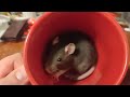 A rat in the cup