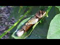 Attract Giant Swallowtail Butterfly to Your Garden 🦋🦋🦋 Giant Swallowtail Caterpillar Host Plants