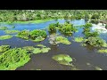 Amazon 4K Wildlife - Creatures Inhabiting the Jungle | Amazon Rainforest | Relaxation Film