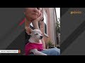 Woman adopts senior chihuahua. Then she discovers his unusual behavior.