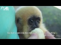 Hand-feeding baby gibbon for the first time