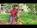 പ്ലാവിലെ ചക്ക മുഴുവനും കൈയെത്തും ദൂരത്തു മാത്രം ഉണ്ടാകാൻ | Jackfruit | Trick | Malayalam