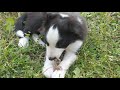 Border collie blue heeler mix puppies