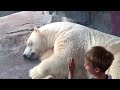 Polar bear at Saint Louis zoo, Missouri