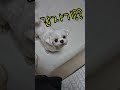 공에 환장한 강아지 a dog crazy about a ball