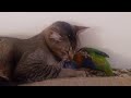 George my lorikeet smooching with Daisy our cat
