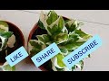 34.How to repot N'joy pothos plant with tips/एन जॉय पोथोस को रिपोट कैसे करें #moneyplant #njoypothos