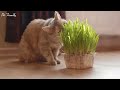 Playlist of Music for Cats to Relax - Stress Relief Music For Cat, Cat's Favorite Music - CAT MUSIC