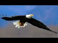 The Eagle: Bird & Totem