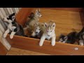 Siberian Husky Puppies