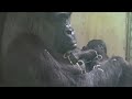 Mom Tamidol feeds her 28-day-old baby🍼🍼🍼  Makongo | The Lomako’s troop