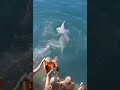 Delfinin rəqsi