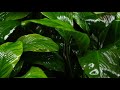 Gentle Rain falling on Leaves in the Rainforest | Nature Relaxing Sounds for Sleep, Insomnia, Stress