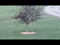 Cat Jumping Up & Playing In A Tree