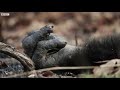 Chaos Erupts in Chimpanzee Tribe | Dynasties | BBC Earth