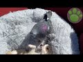 Disabled puppy, cute, bundle of joy, friend of a precious Pigeon