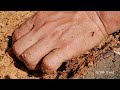 Harvesting Coconut Weevils - Ly picks kumquats and brings them to the market to sell