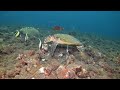 Scuba diving Bali - Tulamben & Amed